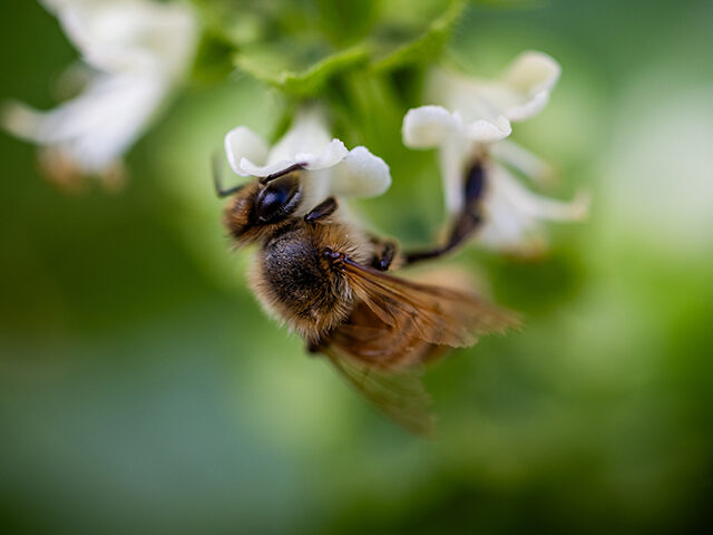 Рій бджіл атакував торговий центр у Нетивоті, змусивши магазини зачинитися