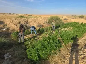 Масштабна операція в Негеві: поліція ліквідувала 18 наркотеплиць
