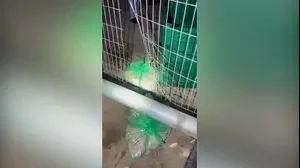 Поліція затримала жителя Сегев-Шалом за крадіжку 800 кг курятини на півдні